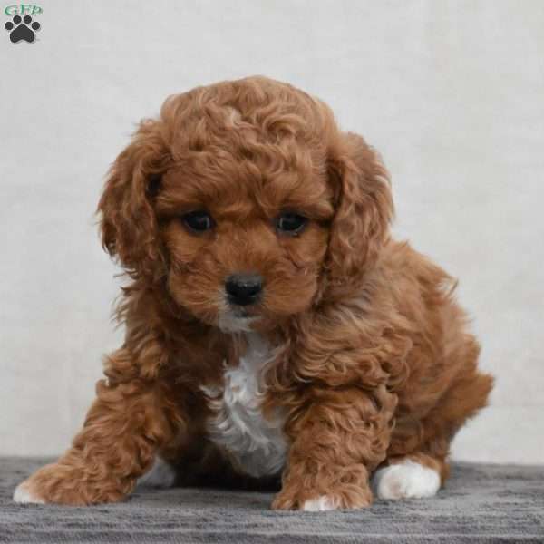 Mamie, Cavapoo Puppy